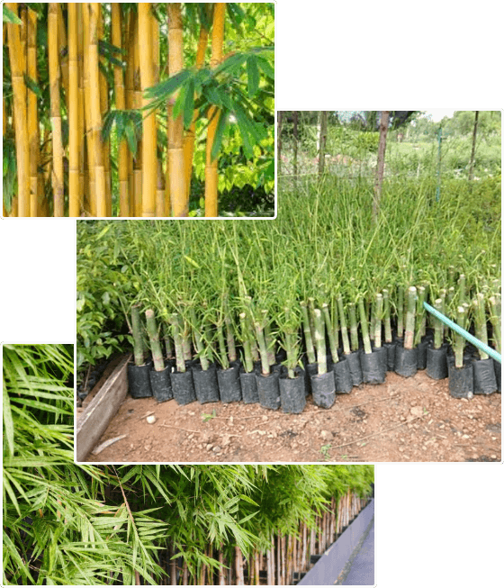 bamboo-tree