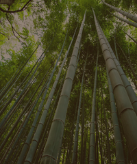 bamboo-trees